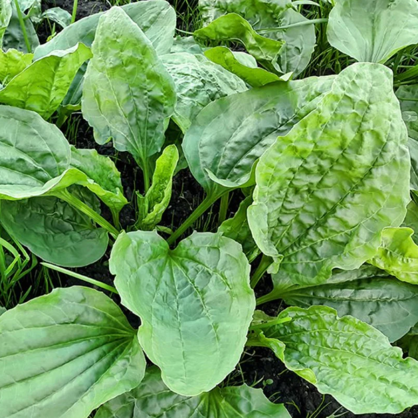 Plantain weed has longstanding medicinal uses. It May decrease inflammation and promote wound healing.