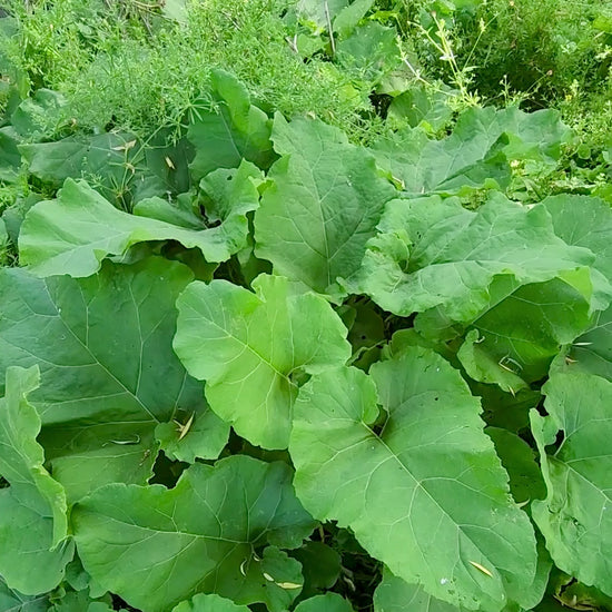 Burdock leaves (from the genus Arctium) are large, coarse, and heart-shaped or triangular in outline, often resembling rhubarb. They are dark green on top, woolly-hairy on the underside, and feature wavy or shallowly toothed margins. 