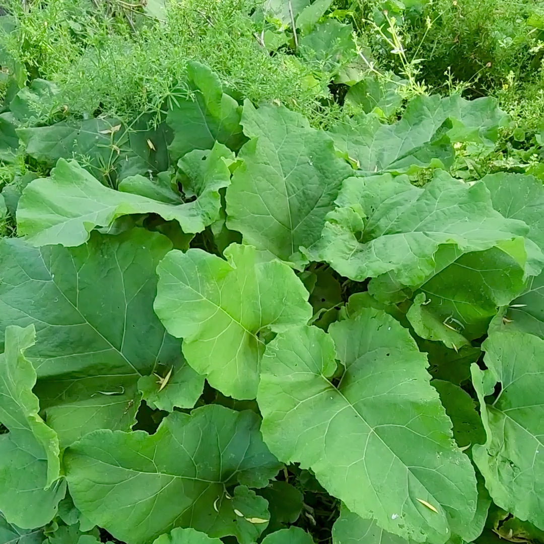 Burdock leaves (from the genus Arctium) are large, coarse, and heart-shaped or triangular in outline, often resembling rhubarb. They are dark green on top, woolly-hairy on the underside, and feature wavy or shallowly toothed margins. 